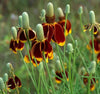 Ratibida Columnifera Seeds, Mexican Hat Perennial Prairie Coneflower