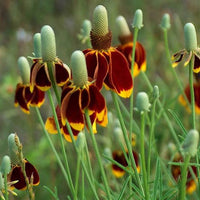 Ratibida Columnifera Seeds, Mexican Hat Perennial Prairie Coneflower