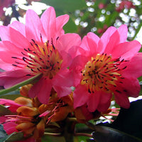 Rhodoleia Championii 25/250/500 Seeds, Rare Protected Shrub Tree Hong Kong Rose