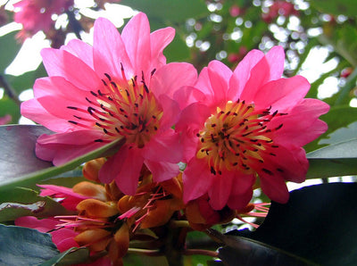 Rhodoleia Championii 25/250/500 Seeds, Rare Protected Shrub Tree Hong Kong Rose