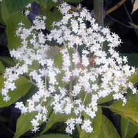Sambucus Canadensis 50 Seeds, Elderberry Shrub Medicinal Herb