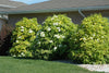 Sambucus Canadensis 50 Seeds, Elderberry Shrub Medicinal Herb