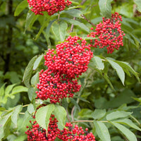 Sambucus Racemosa 50 Seeds Red Elder Elderberry Cold Hardy Shrub Bush