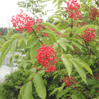Sambucus Racemosa 50 Seeds Red Elder Elderberry Cold Hardy Shrub Bush