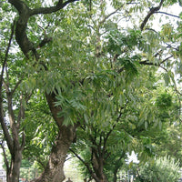 Sapindus Mukorossi 5 Seeds, Big Soap Nut Tree Soapberry Washnut