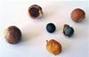 Sapindus Mukorossi 5 Seeds, Big Soap Nut Tree Soapberry Washnut