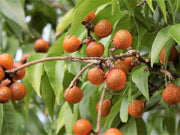 Sapindus Mukorossi 5 Seeds, Big Soap Nut Tree Soapberry Washnut