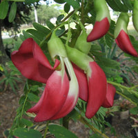 Sesbania Grandiflora Tree 20/100/500 Seeds, Edible Scarlet Wisteria
