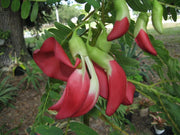 Sesbania Grandiflora Tree 20/100/500 Seeds, Edible Scarlet Wisteria