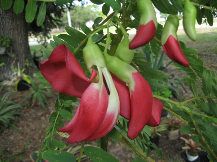 Sesbania Grandiflora Tree 20/100/500 Seeds, Edible Scarlet Wisteria Ga