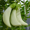 Sesbania Grandiflora Original White 10 Seeds, Edible Hummingbird Tree Agati