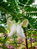 Sesbania Grandiflora Original White 10 Seeds, Edible Hummingbird Tree Agati