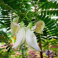 Sesbania Grandiflora Original White 10 Seeds, Edible Hummingbird Tree Agati