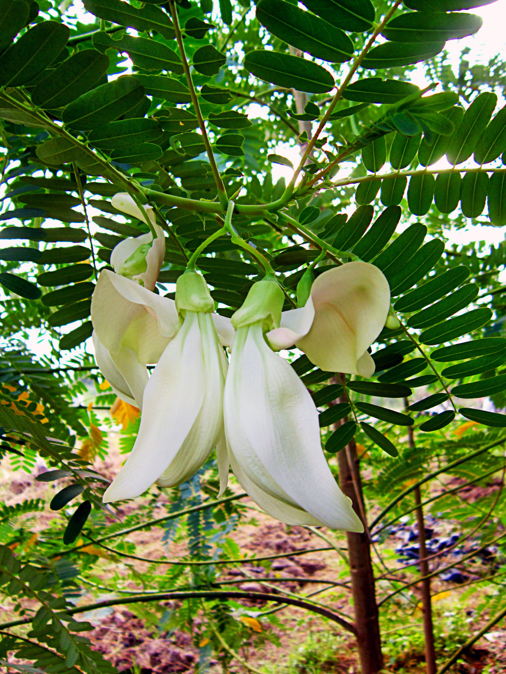 Sesbania Grandiflora Original White 10 Seeds, Edible Hummingbird Tree Agati