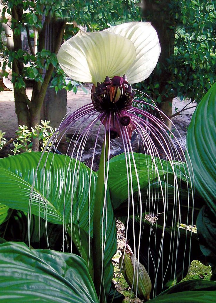 bat plant seeds Tacca Nivea White 10 Seeds, Devil’s Whiskers, White Bat Flower