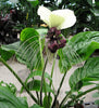 Tacca Nivea White 10 Seeds, Devil’s Whiskers, White Bat Flower