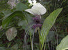 Tacca Nivea White 10 Seeds, Devil’s Whiskers, White Bat Flower