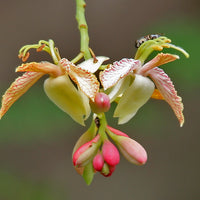 Tamarindus Indica 10/100 Seeds, Tamarind Fruit, Edible Medicinal Herb