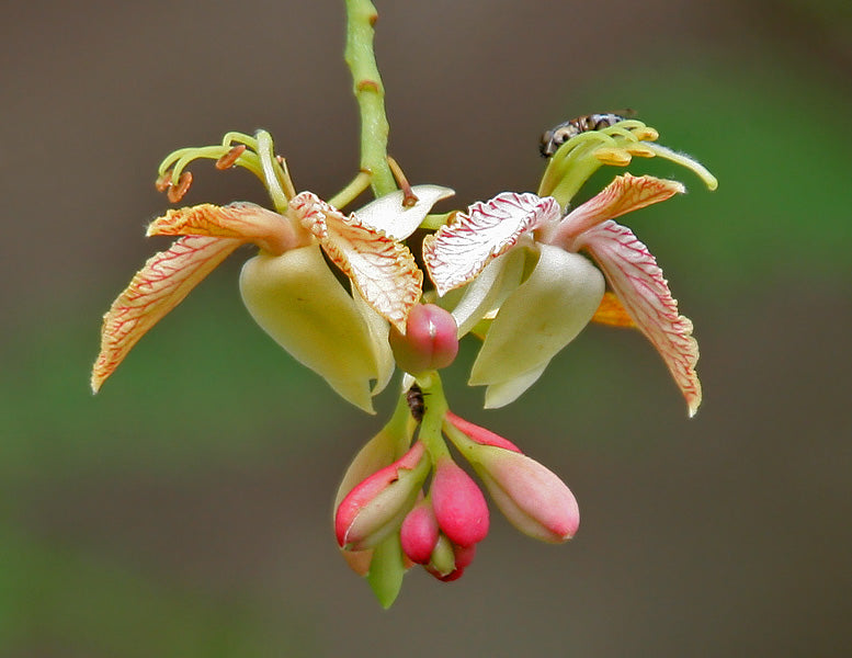 Tamarindus Indica 10/100 Seeds, Tamarind Fruit, Edible Medicinal Herb