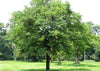 Tamarindus Indica 10/100 Seeds, Tamarind Fruit, Edible Medicinal Herb