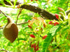 Tamarindus Indica 10/100 Seeds, Tamarind Fruit, Edible Medicinal Herb