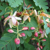 Tamarindus Indica 10/100 Seeds, Tamarind Fruit, Edible Medicinal Herb
