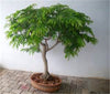 Tamarindus Indica 10/100 Seeds, Tamarind Fruit, Edible Medicinal Herb