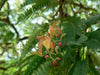 Tamarindus Indica 10/100 Seeds, Tamarind Fruit, Edible Medicinal Herb