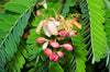 Tamarindus Indica 10/100 Seeds, Tamarind Fruit, Edible Medicinal Herb