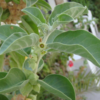 Withania Somnifera 50 Seeds, Indian Ginseng, Ashwagandha Medicinal Perennial Herb Shrub