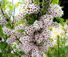 Xanthoceras Sorbifolium 5 Seeds, Hardy Yellowhorn Stunning Shrub or Small Tree