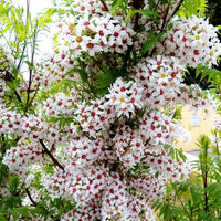 Xanthoceras Sorbifolium 5 Seeds, Hardy Yellowhorn Stunning Shrub or Small Tree
