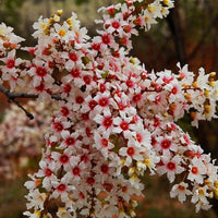 Xanthoceras Sorbifolium 5 Seeds, Hardy Yellowhorn Stunning Shrub or Small Tree