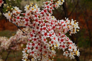 Xanthoceras Sorbifolium 5 Seeds, Hardy Yellowhorn Stunning Shrub or Small Tree