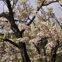 Xanthoceras Sorbifolium 5 Seeds, Hardy Yellowhorn Stunning Shrub or Small Tree