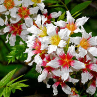 Xanthoceras Sorbifolium 5 Seeds, Hardy Yellowhorn Stunning Shrub or Small Tree